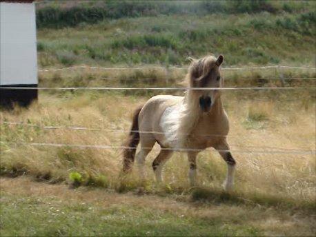 Amerikansk Miniature Ultra Beau Jangles - Ultra Beau Jangles 19 år 2013 billede 25