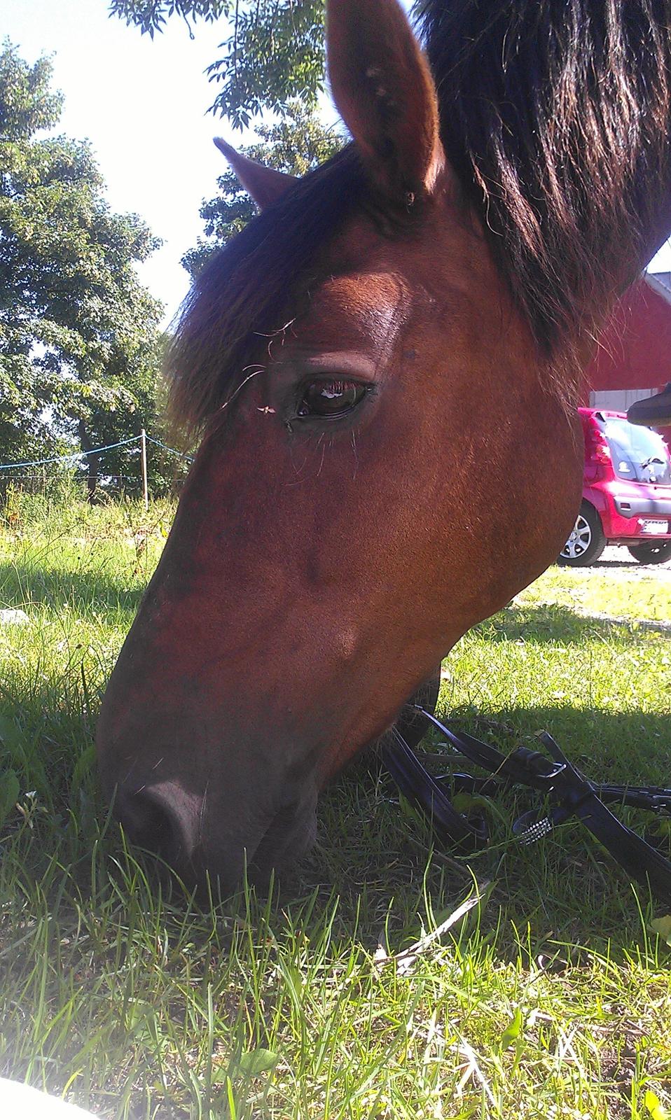 Welsh Cob (sec D) Rebecca Stensbæk - juli 2013 billede 1