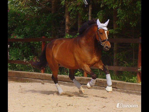 Anden særlig race jamie billede 17