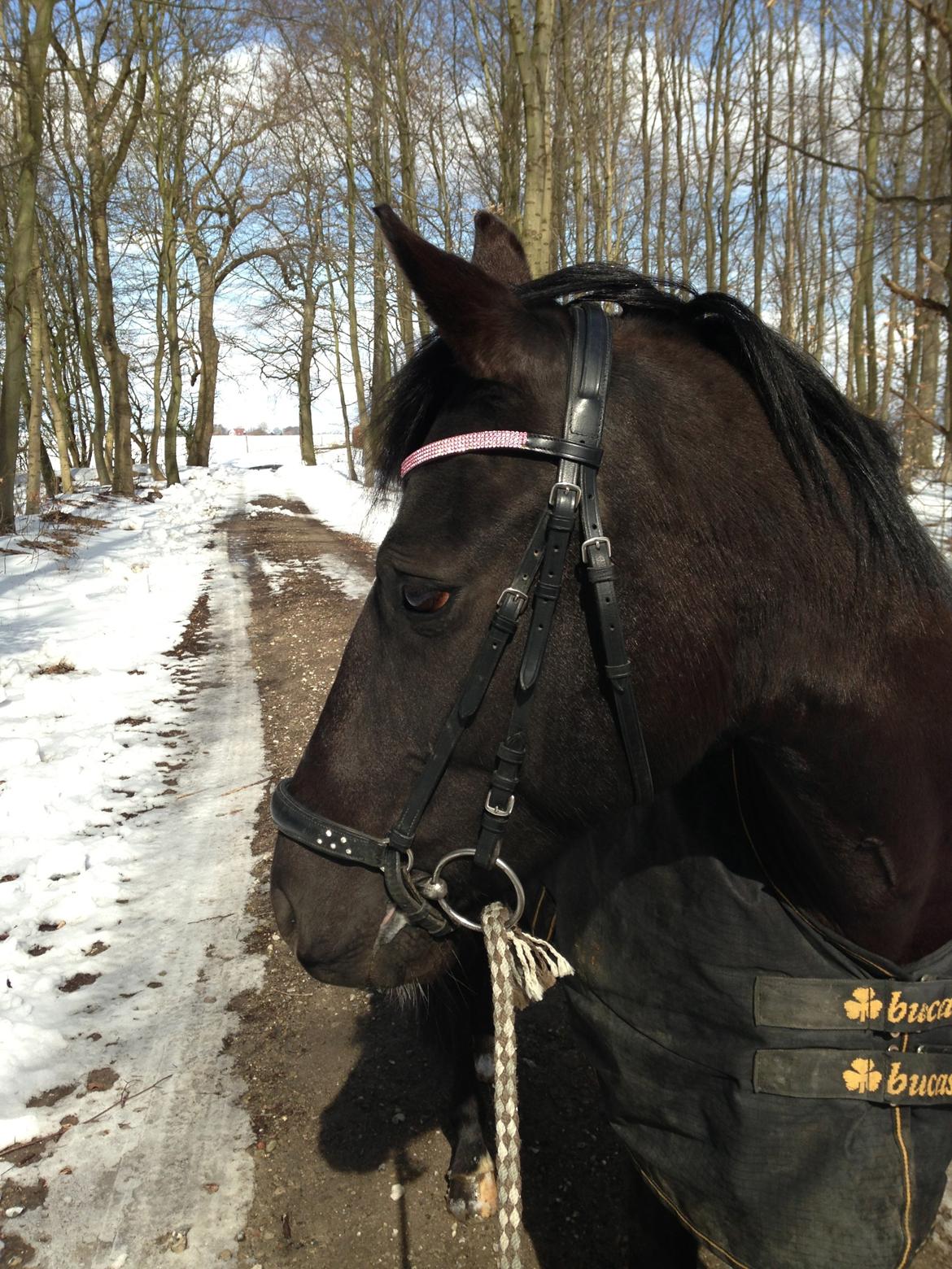 New Forest Princess Beauty - Sidste dag med Beauty<3 billede 20