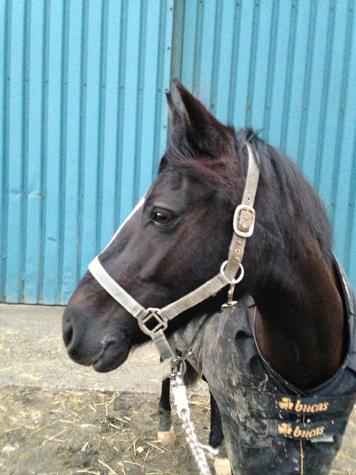 New Forest Princess Beauty billede 21