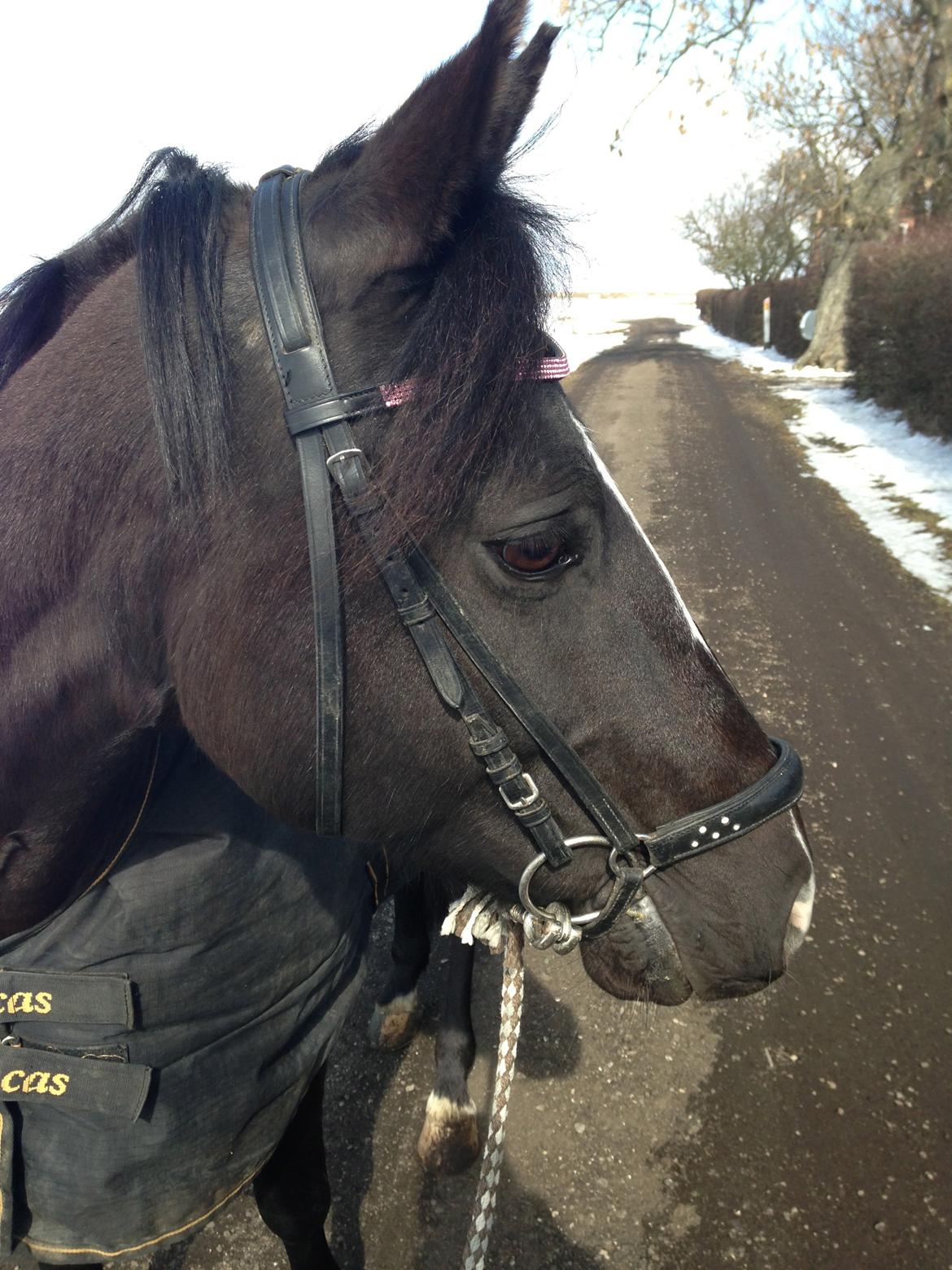 New Forest Princess Beauty - Sidste dag med Beauty <3 billede 24