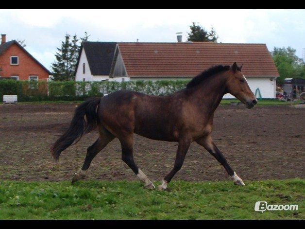 Anden særlig race jamie billede 2