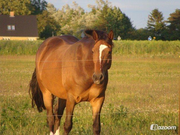 Anden særlig race jamie billede 19