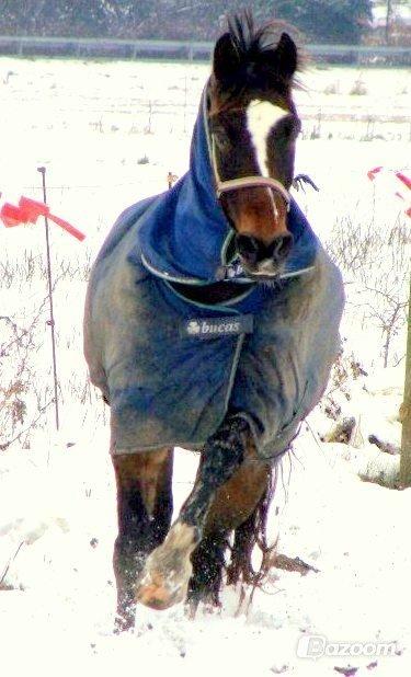 Anden særlig race jamie billede 10