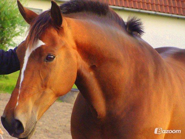 Anden særlig race jamie billede 3