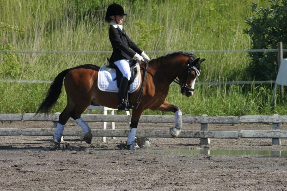 Welsh Mountain (sec A) Springbourne Huckleberry A-PONY (SOLGT) - Hugo og hans nye ejer Cecilie. De har kun været sammen i 2 måneder og så kvalificere de da sig bare lige til DM 2013 !   billede 16