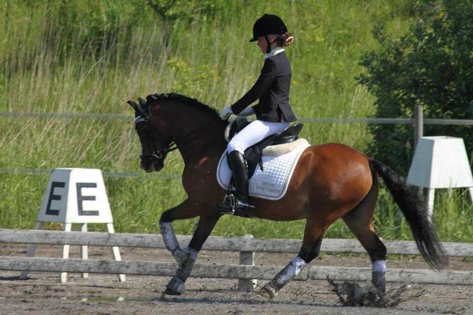 Welsh Mountain (sec A) Springbourne Huckleberry A-PONY (SOLGT) - Hugo og hans nye ejer Cecilie. 
2013 billede 14