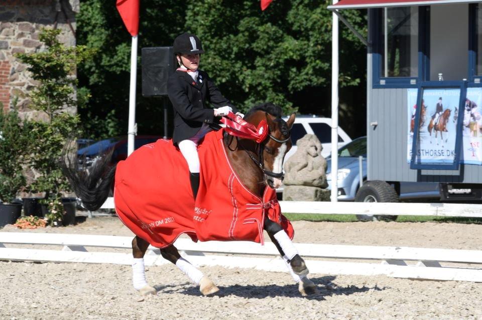 Welsh Mountain (sec A) Springbourne Huckleberry A-PONY (SOLGT) - Hugo og jeg til DM 2012. Sølv medalje. Den mest fantastiske dag! <3 billede 1