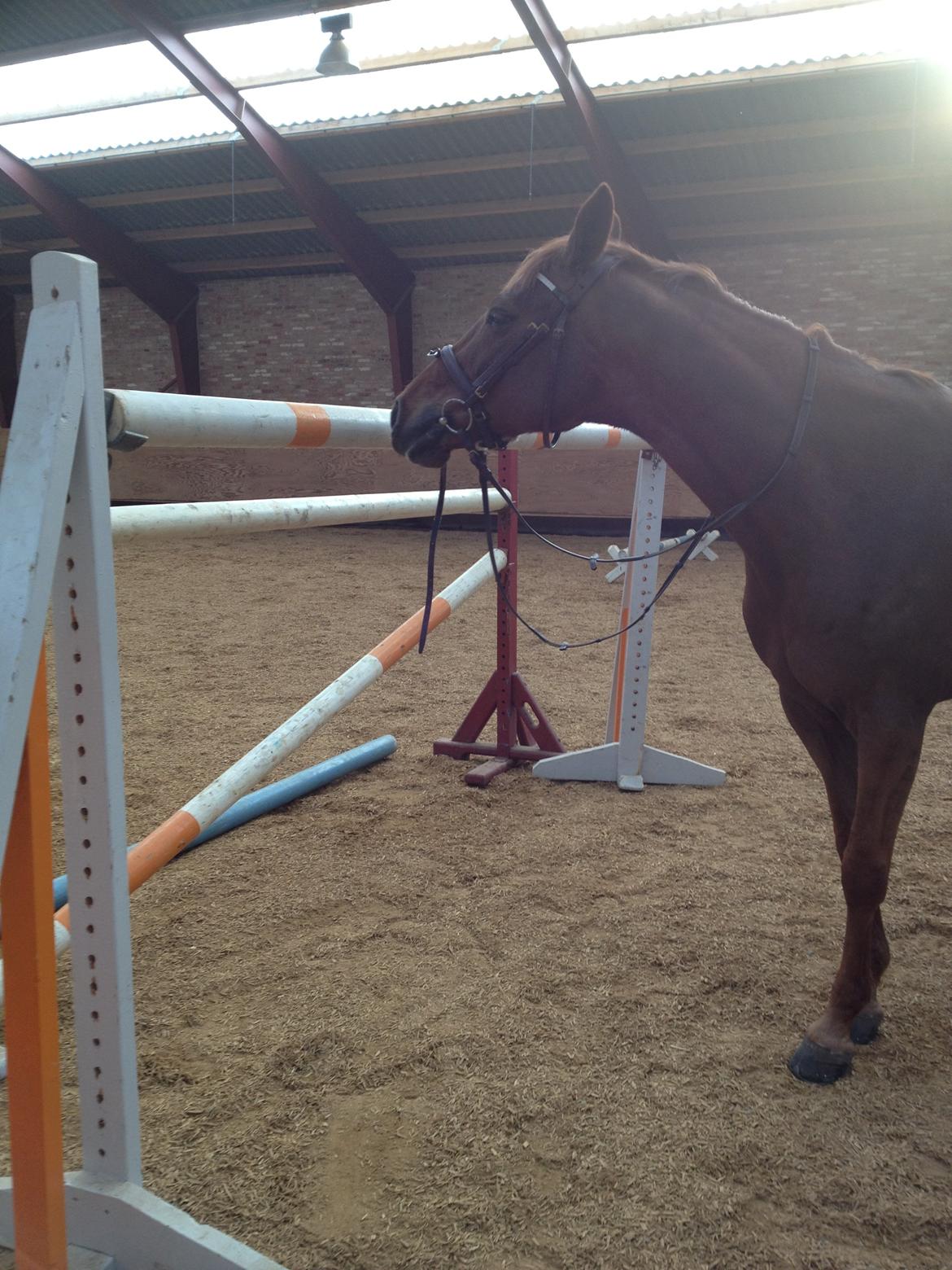 Mecklenburger Paula aka. popo/Guldklump - jo nok er hun lille, men det stopper hende ikke :) billede 29
