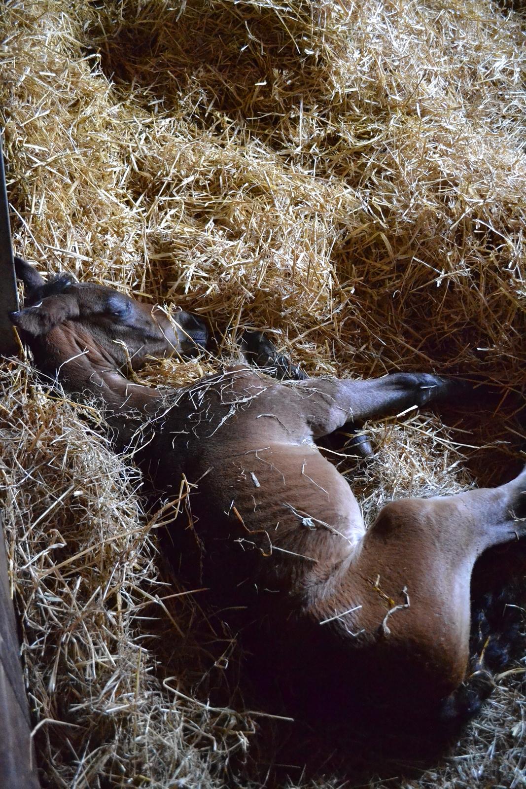 Oldenborg Høyers Emmelie billede 11