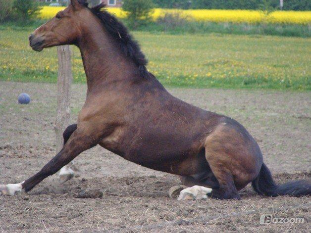 Anden særlig race jamie billede 24