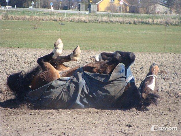 Anden særlig race jamie billede 25