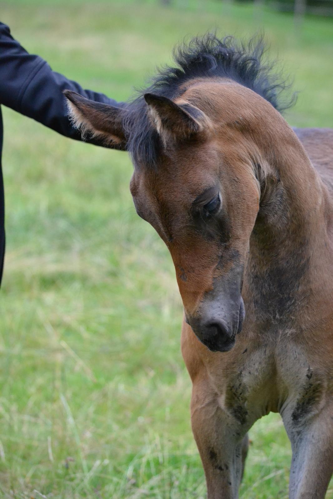 Oldenborg Høyers Emmelie billede 13