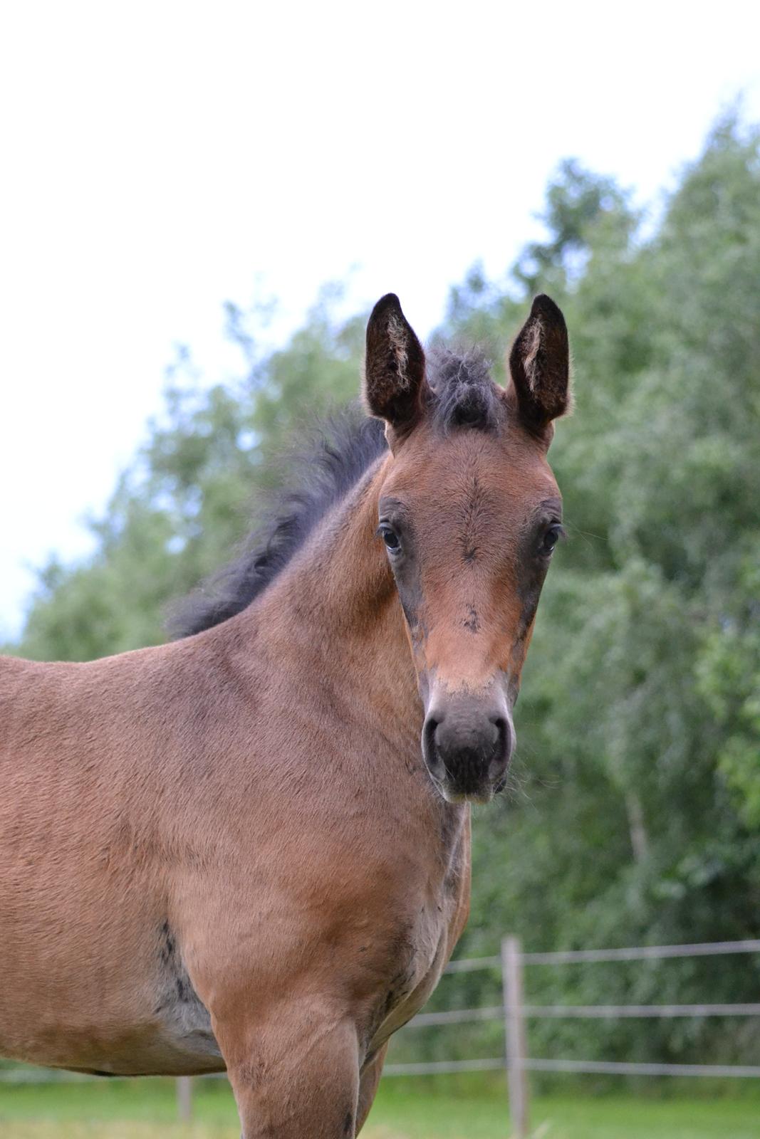 Oldenborg Høyers Emmelie - Juli 2013 billede 14