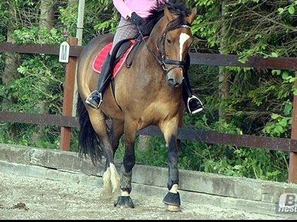 Anden særlig race jamie - tidligere part der rider billede 12