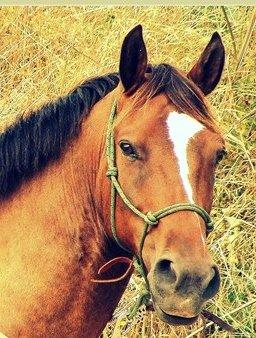 Anden særlig race jamie billede 1