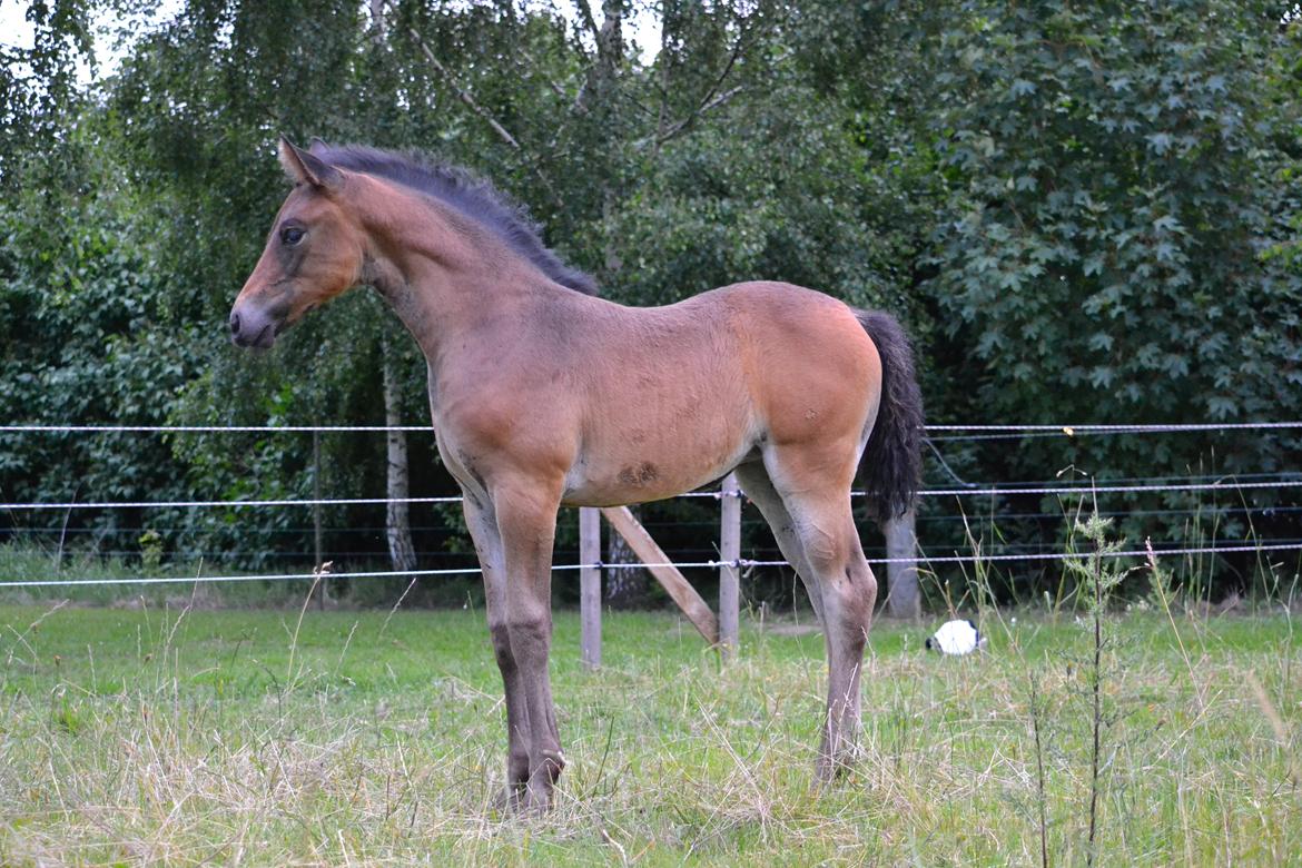 Oldenborg Høyers Emmelie billede 17