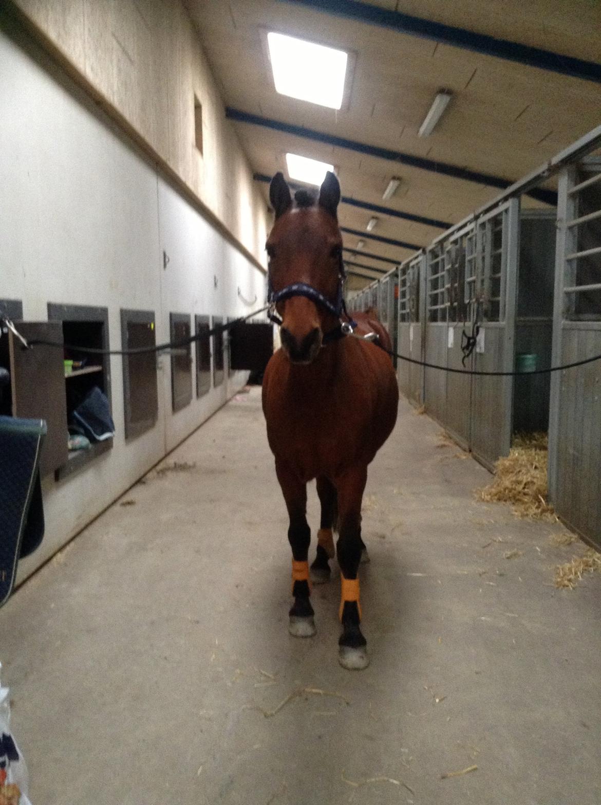 Anden særlig race Mini Max billede 1