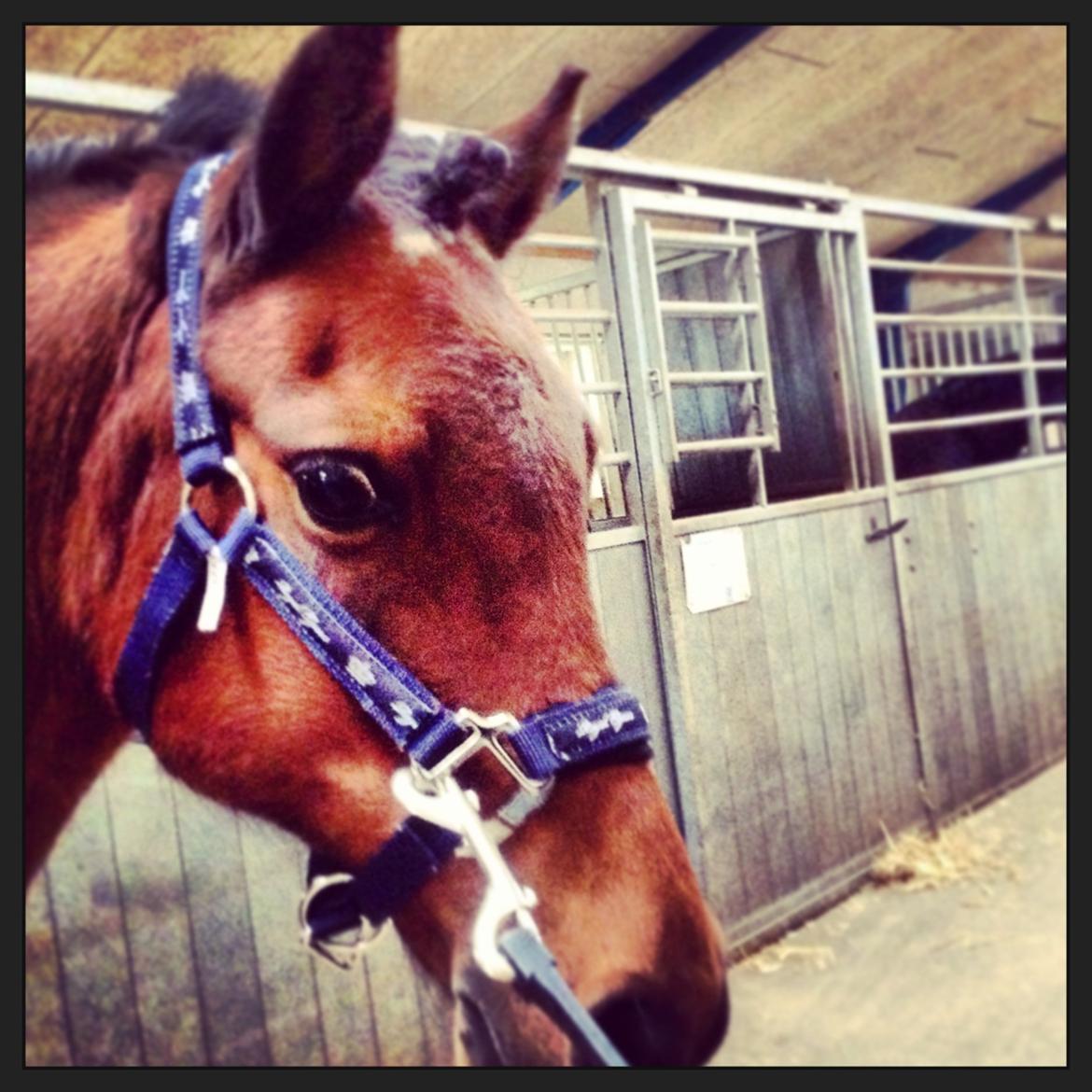 Anden særlig race Mini Max billede 3