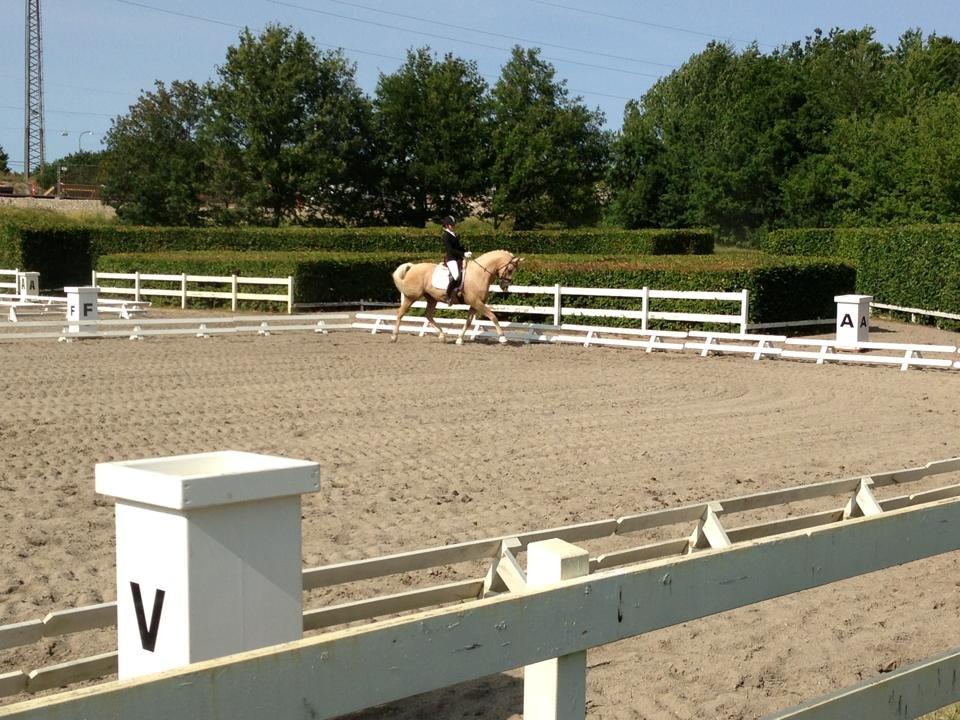 Palomino Mr. Spirit Minded - Vallensbæk dressur stævne 14 Juli billede 18