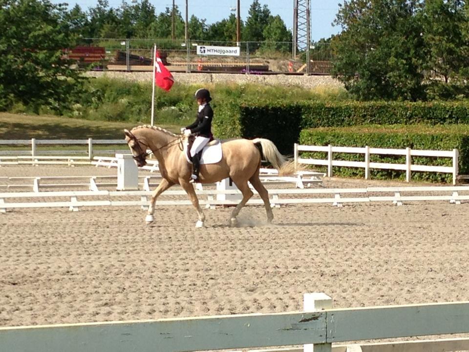 Palomino Mr. Spirit Minded - Vallensbæk dressur stævne 14 Juli billede 17