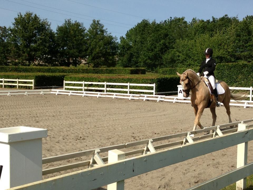 Palomino Mr. Spirit Minded - Vallensbæk dressur stævne 14 Juli billede 26