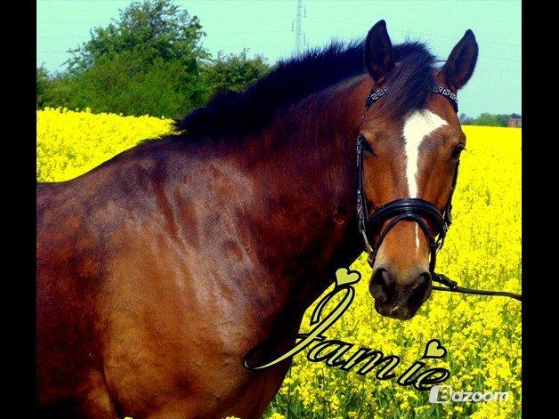 Anden særlig race jamie billede 27