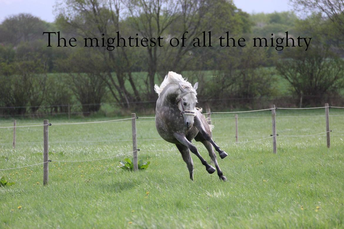 Connemara Bech's mighty lad billede 11