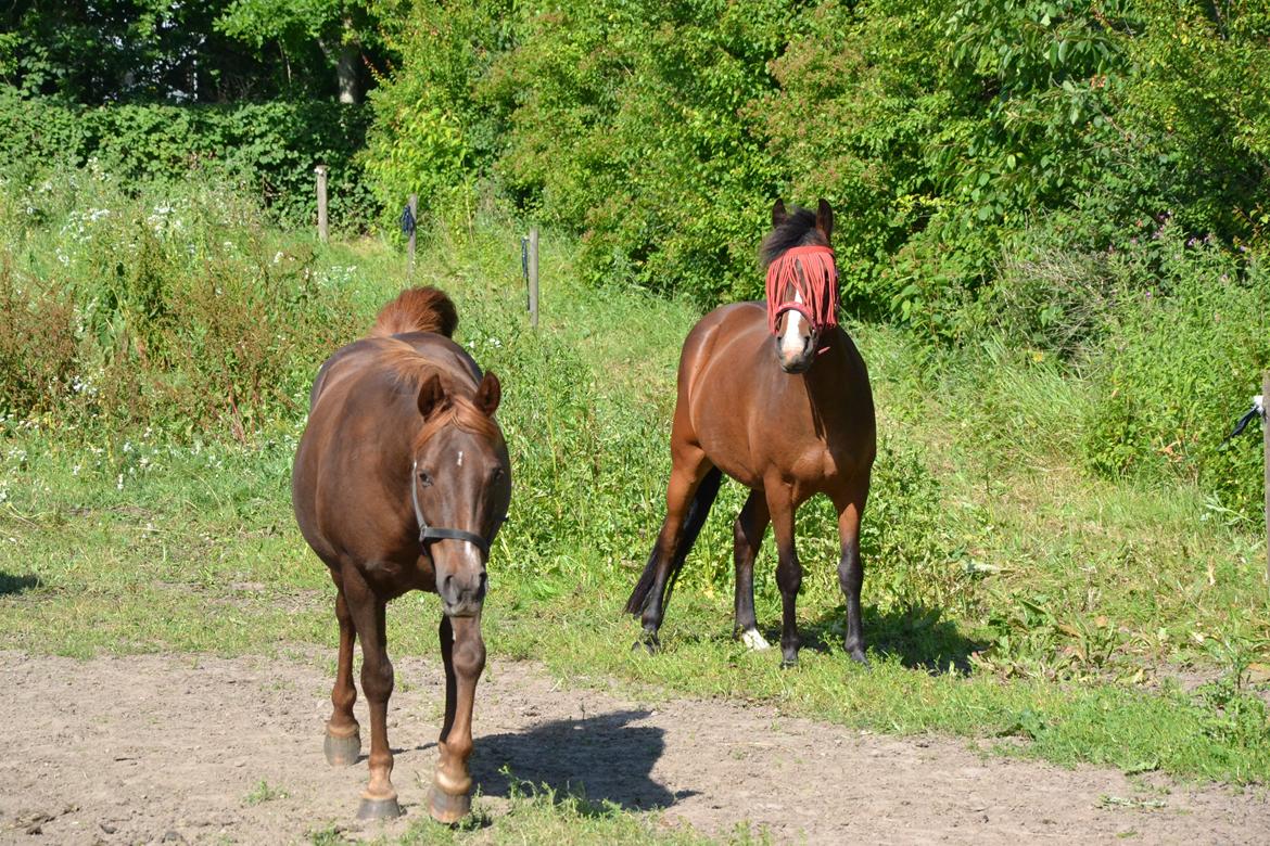 New Forest /Araber Nadi (Nadia) - Nadi og Maxine på fold. billede 12