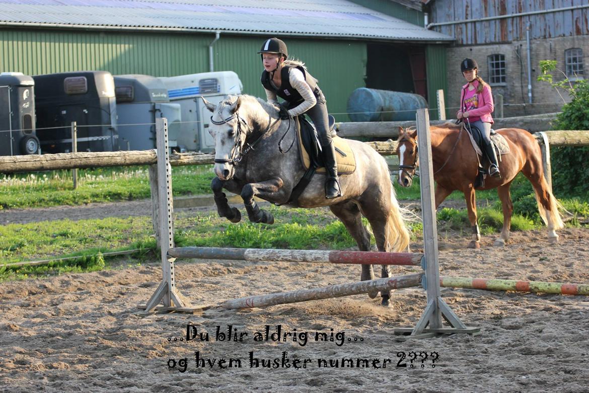 Connemara Bech's mighty lad billede 12