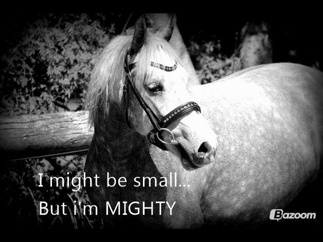 Connemara Bech's mighty lad billede 7