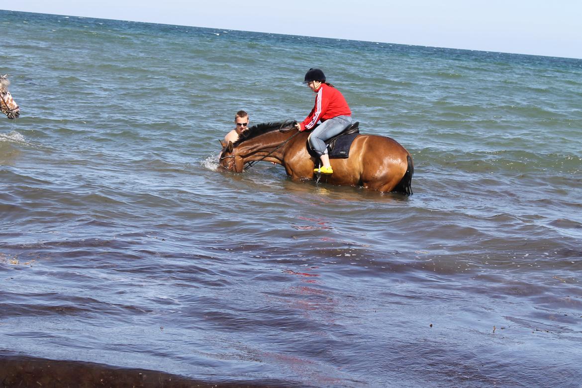 Dansk Varmblod Fuglesangsgårds domain - Ude at bade, med min lille søhest.<3 billede 20