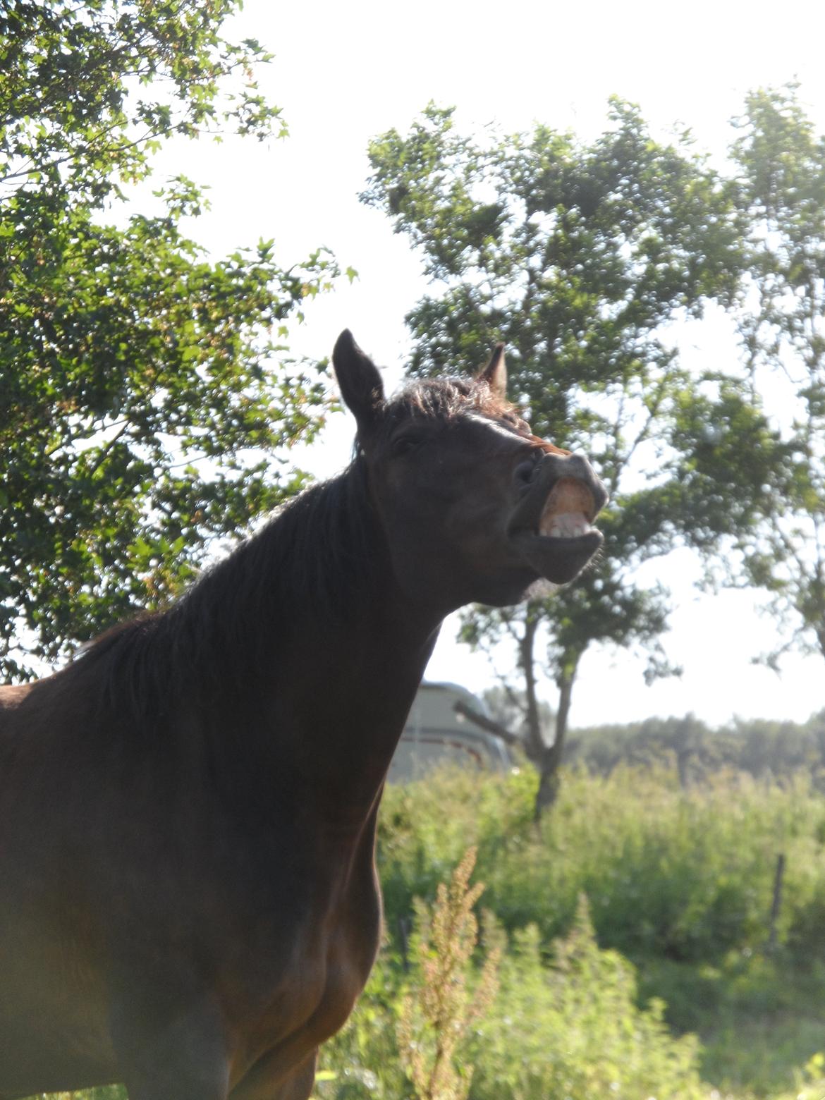 Oldenborg Jasmin billede 2