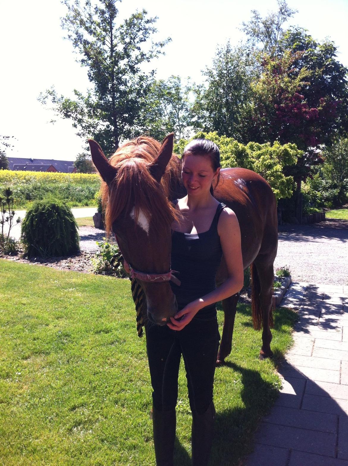Dansk Varmblod Stald Kelon's Cayenne billede 4