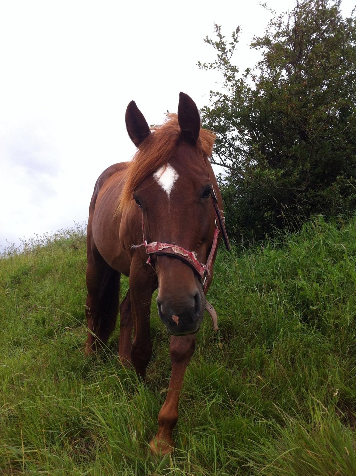 Dansk Varmblod Stald Kelon's Cayenne billede 16