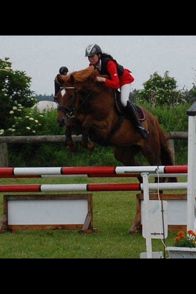Dansk Varmblod Stald Kelon's Cayenne billede 9