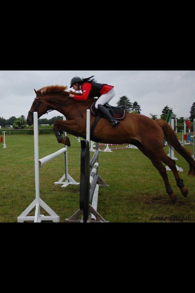 Dansk Varmblod Stald Kelon's Cayenne billede 2