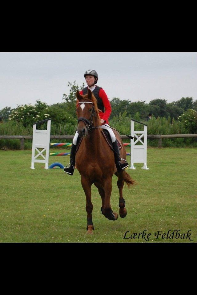 Dansk Varmblod Stald Kelon's Cayenne billede 17