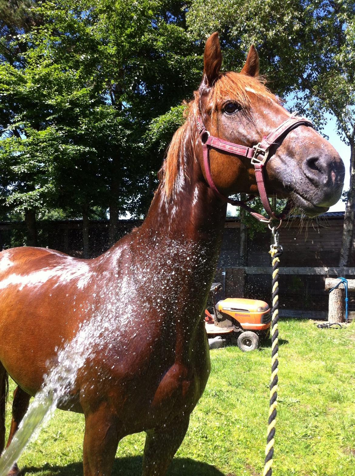Dansk Varmblod Stald Kelon's Cayenne billede 18