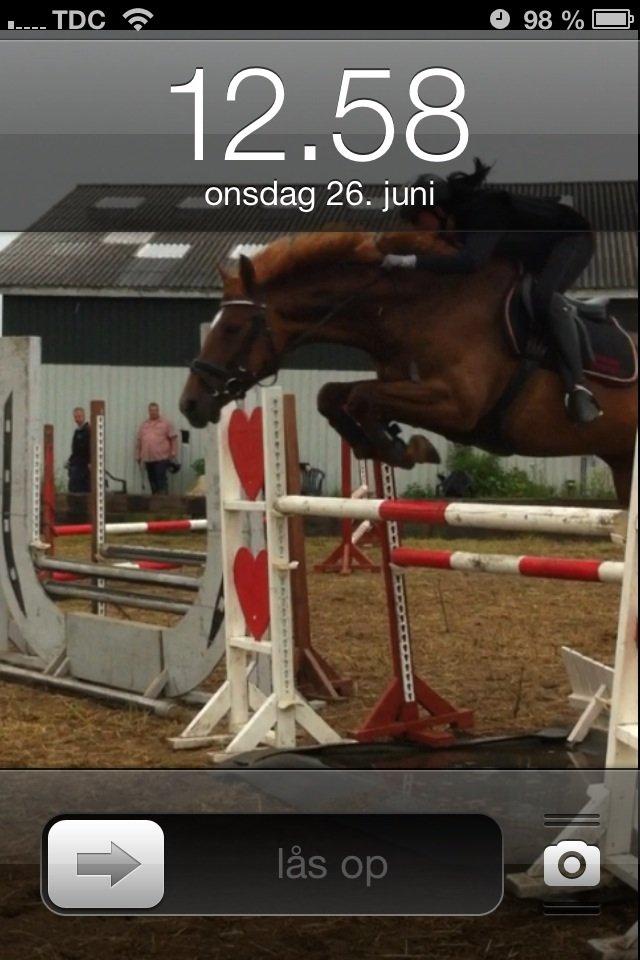 Dansk Varmblod Stald Kelon's Cayenne billede 1