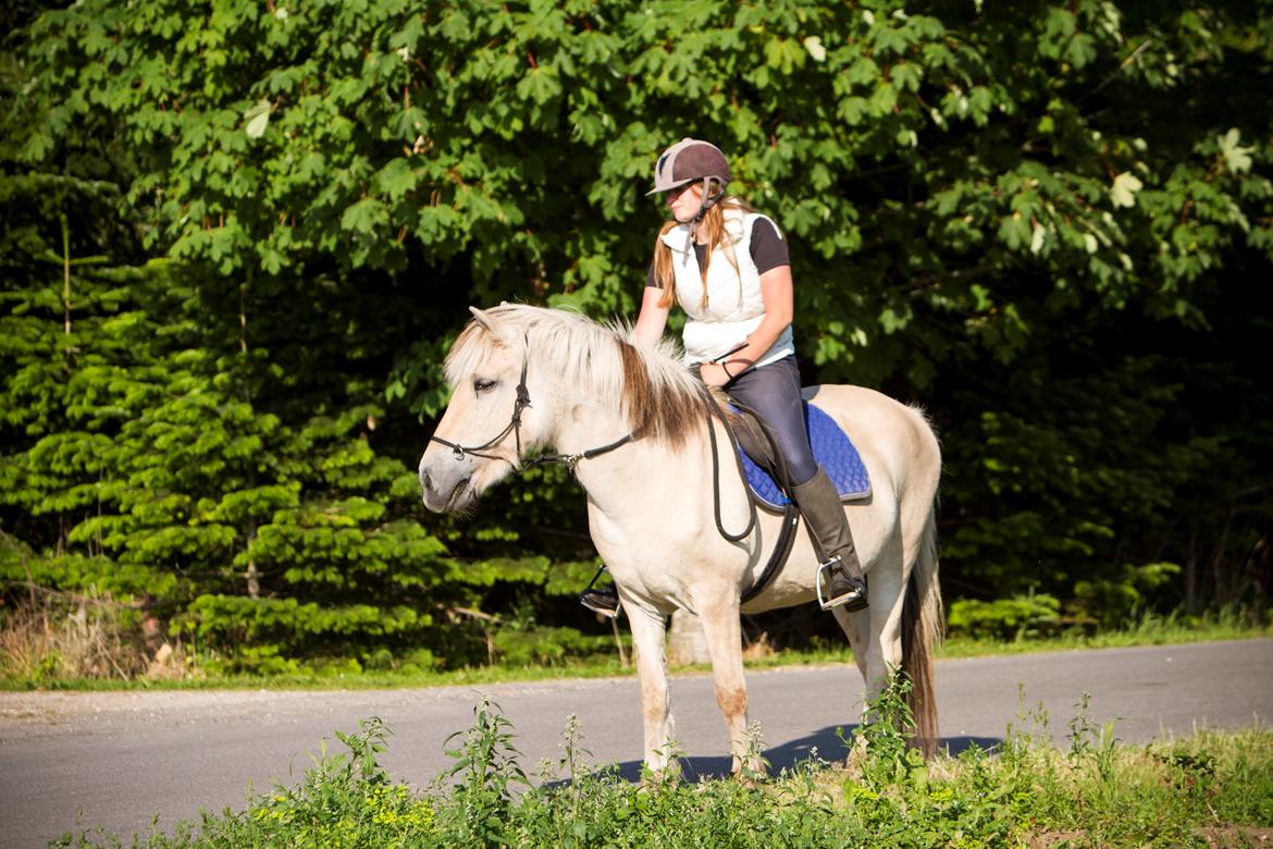 Fjordhest Lulu billede 2