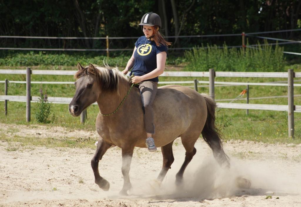 Anden særlig race Perle Soleil (Udlånt) - Galop i cordeo. billede 10