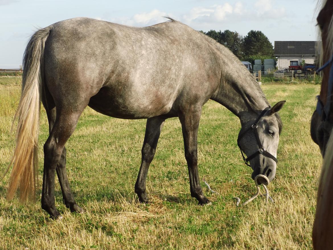 Lipizzaner Fantasia - 290 - Foto: Mig billede 10