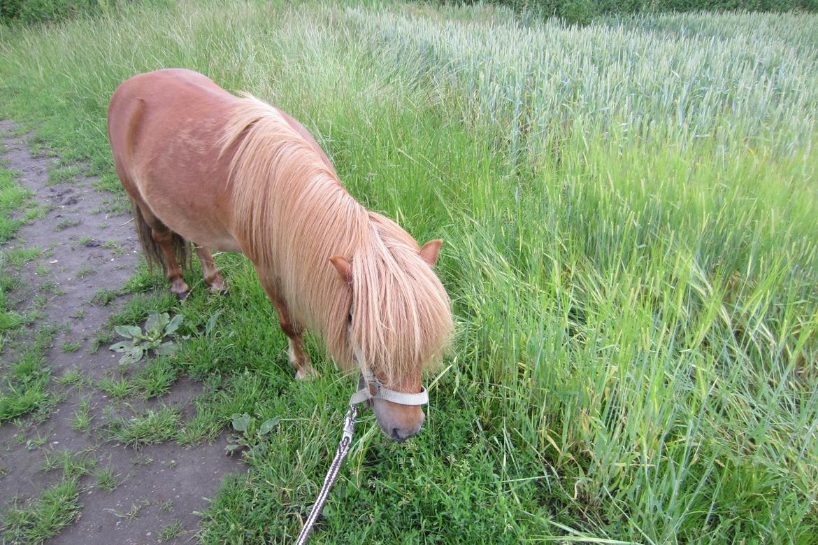 Shetlænder Samson - Sommerpony!! <3 billede 20
