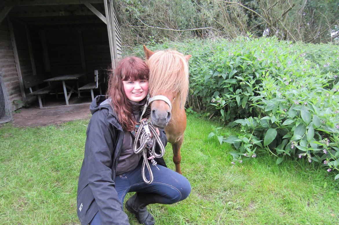 Shetlænder Samson - Elsker dig Samson<3 billede 21