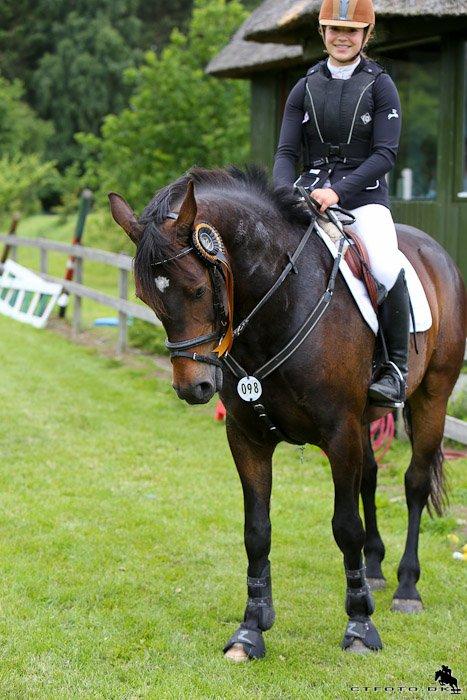 Anden særlig race Pondus - D4 horseshow, LB1*, 1. plads  billede 17