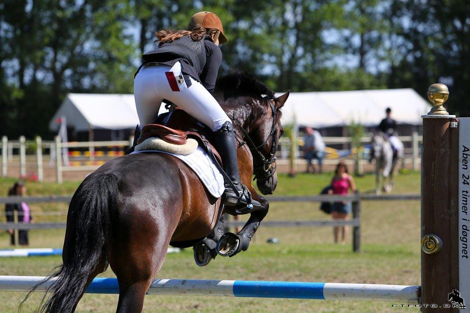 Anden særlig race Pondus - D4 Horseshow 2013 billede 16