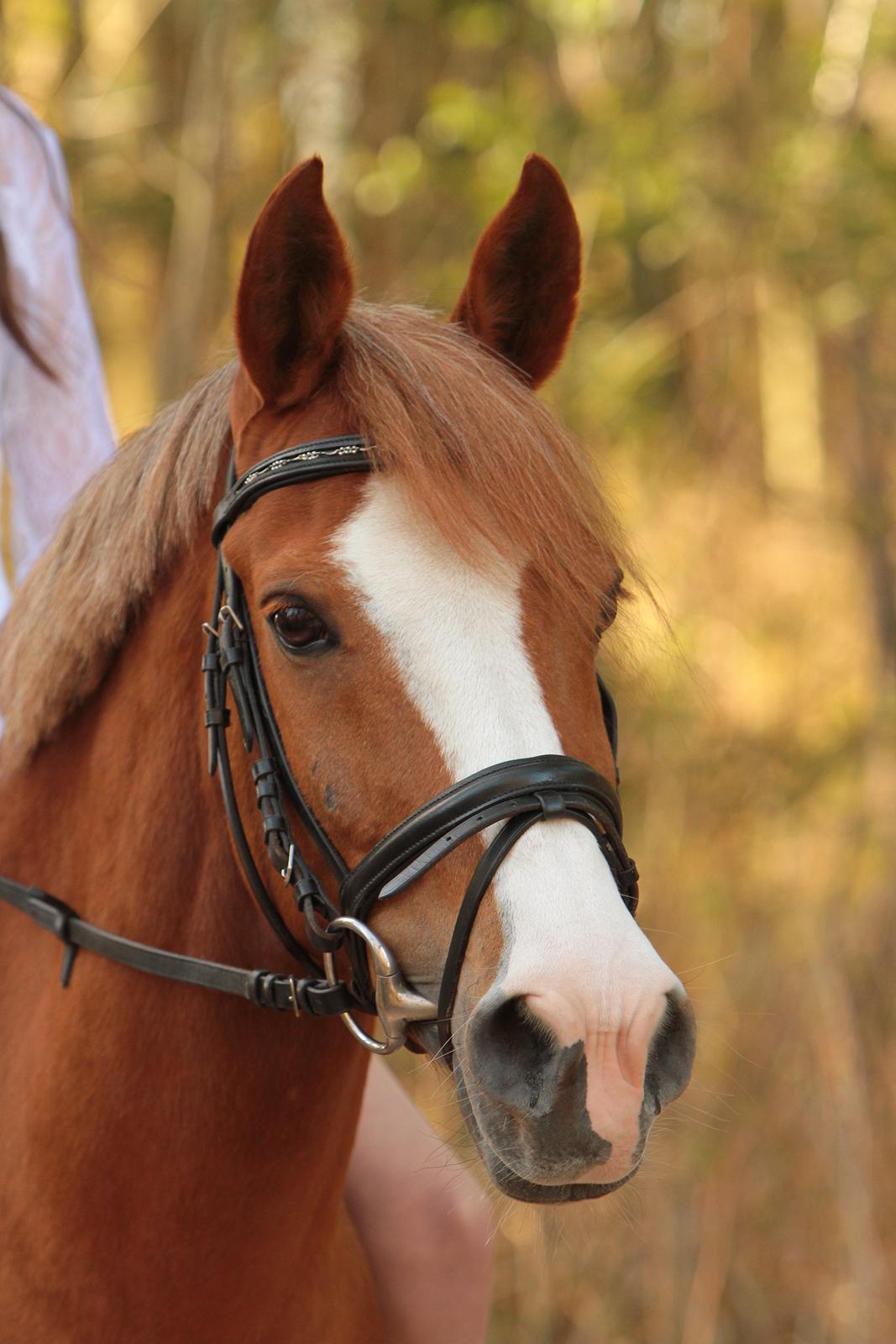 Anden særlig race Trille  - Velkommen til Trille`s profil:) billede 1
