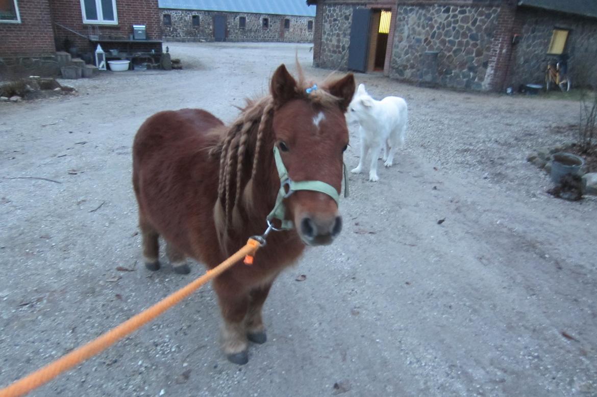 Shetlænder Samson billede 22